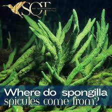 Spongilla